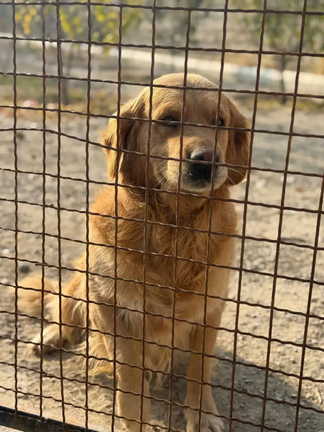 سگ گلدن رتریور اصل|سگ|ارومیه, |دیوار