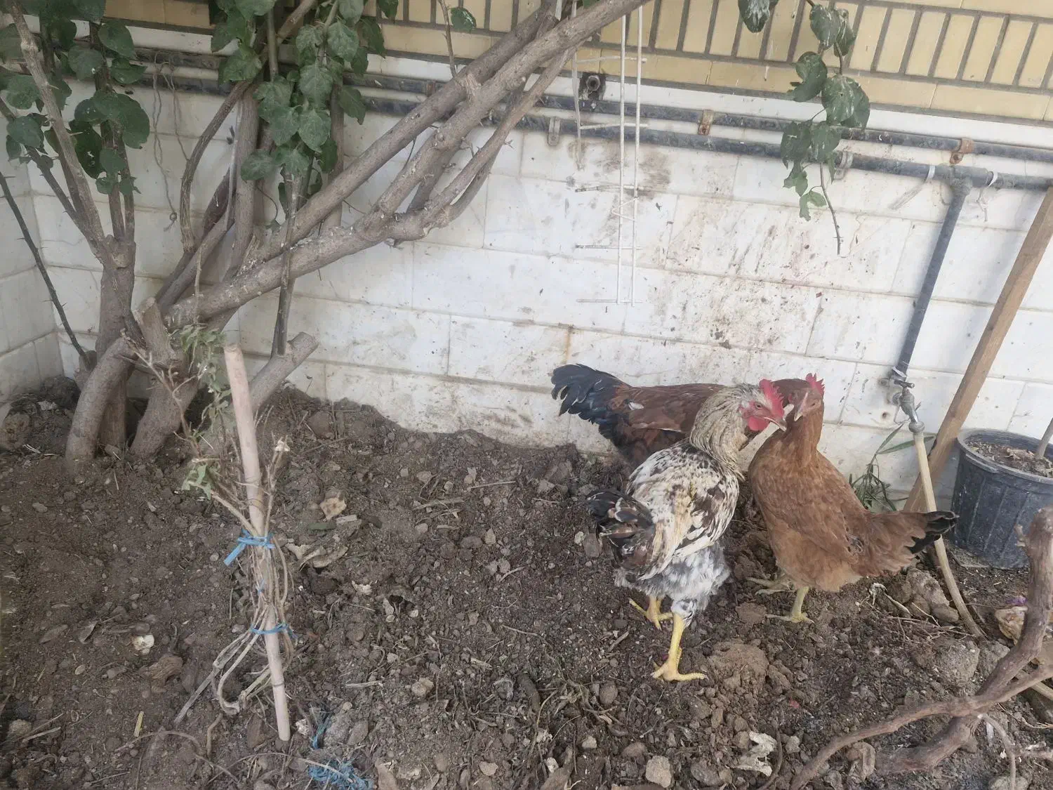 دوعدد خروس ویک عددمرغ خونگی سالم|حیوانات مزرعه|قم, چهار امامزاده|دیوار