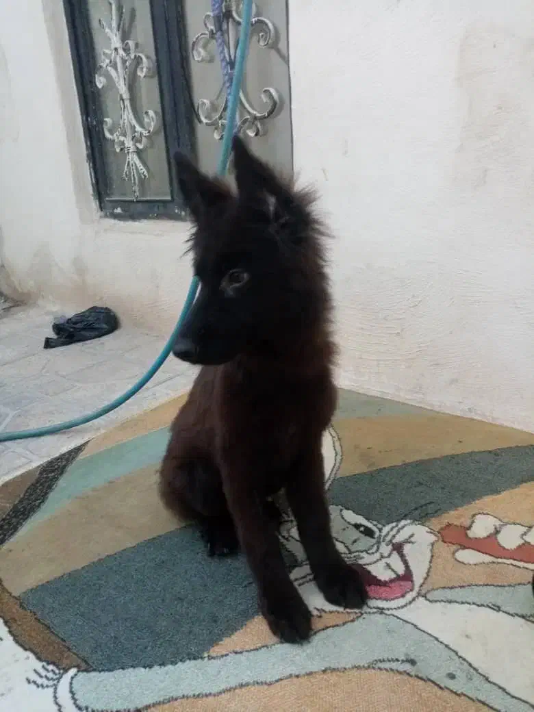 سگ ژرمن بلک|سگ|شیراز, سیاه سنگ|دیوار