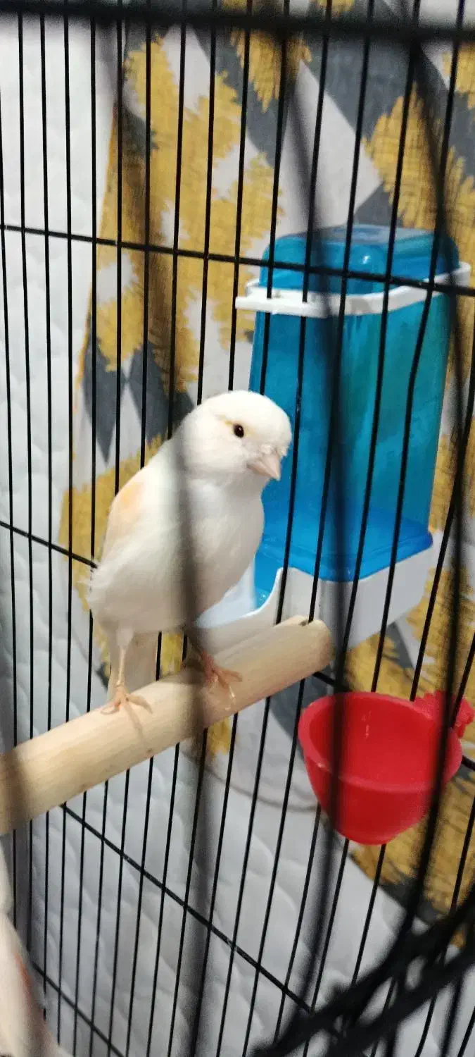 قناری|پرنده|کرمان, |دیوار