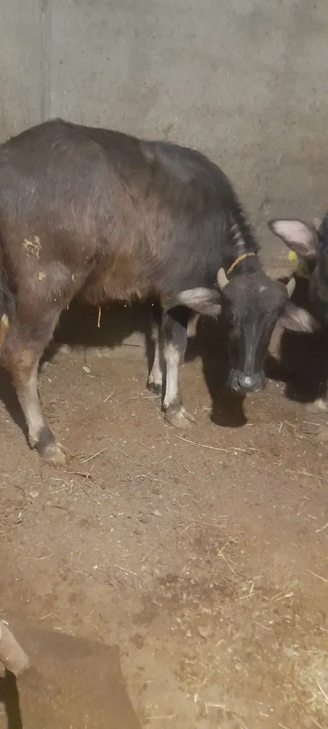 گوساله گاومیش|حیوانات مزرعه|انزل, |دیوار