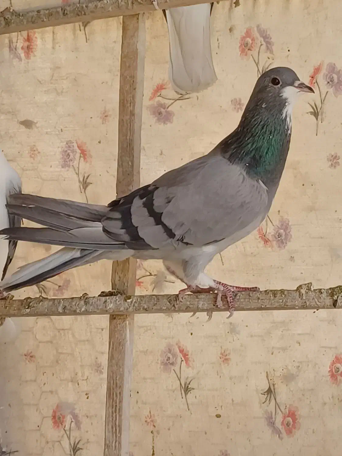 یک جفت خرقه کبوتر دمگیر کله دم سبز|پرنده|اصفهان, زهران|دیوار