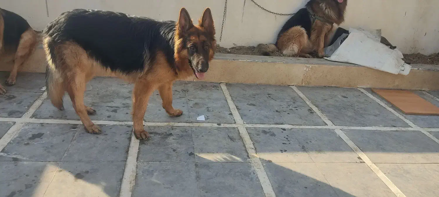 سگ ژرمن یک ساله نر|سگ|چمستان, |دیوار