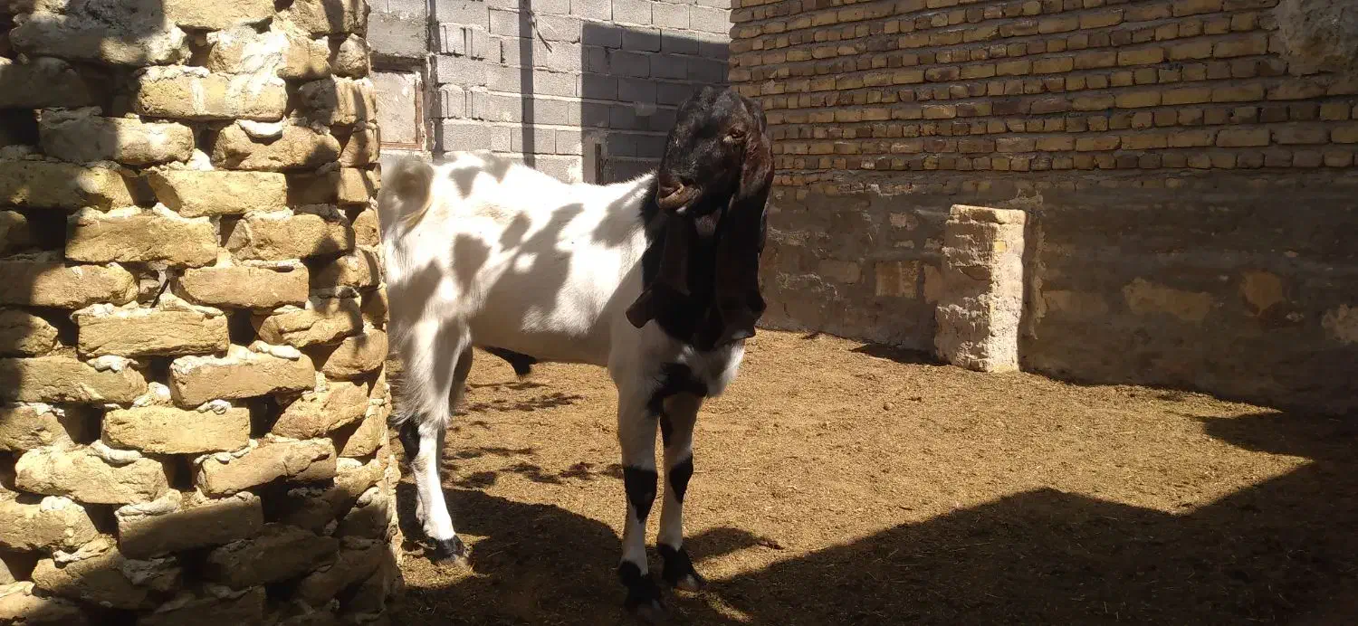 نربز|حیوانات مزرعه|مشهد, شهید رضوی|دیوار