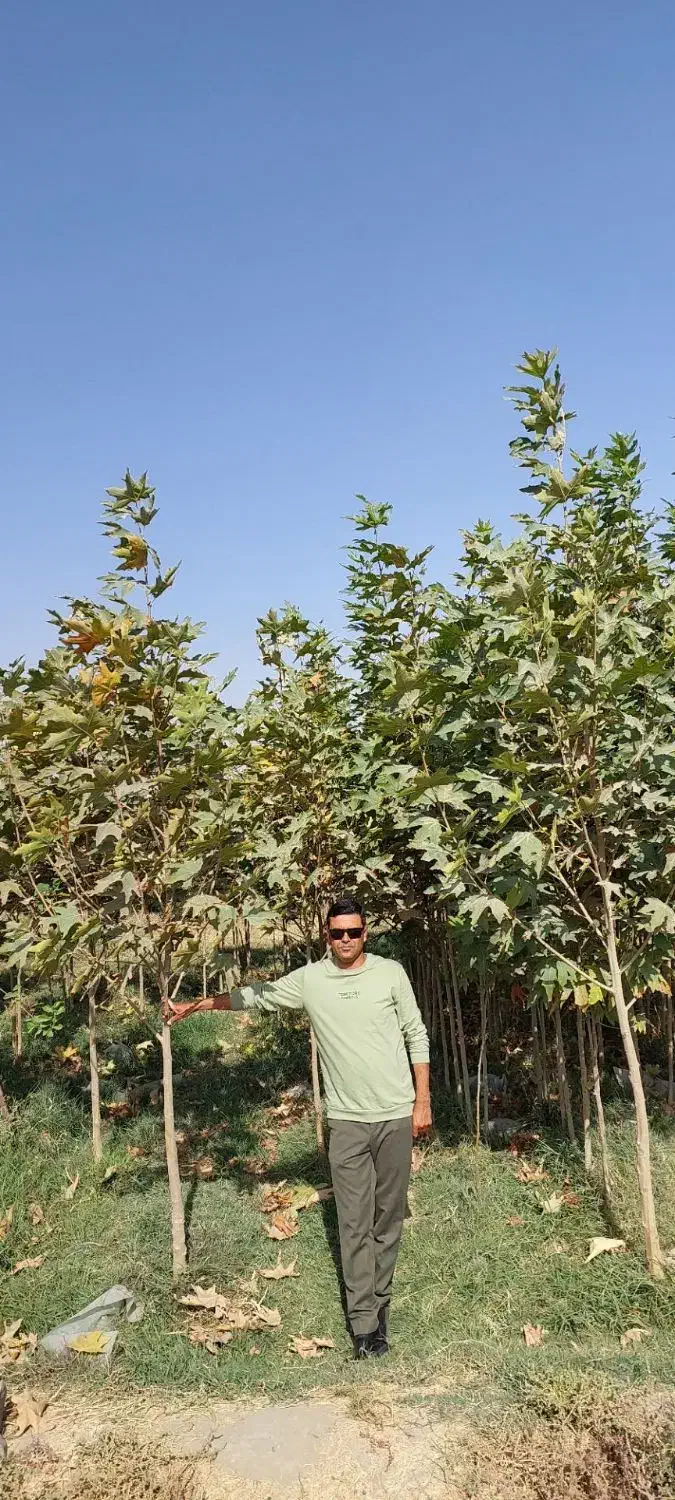 نهال چنارمشهد*مقاوم ترین چنارباشرایط آب وهوای مشهد|خدمات باغبانی و درختکاری|مشهد, نوید|دیوار