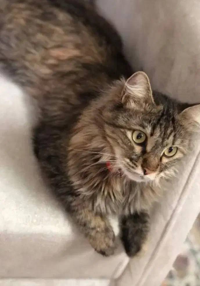 گربه گم شده|حیوانات|اراک, |دیوار