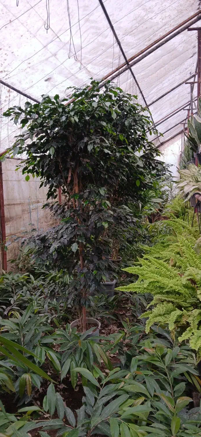 بنجامین بلک جعبه ۴۵|گل و گیاه طبیعی|نشتارود, |دیوار