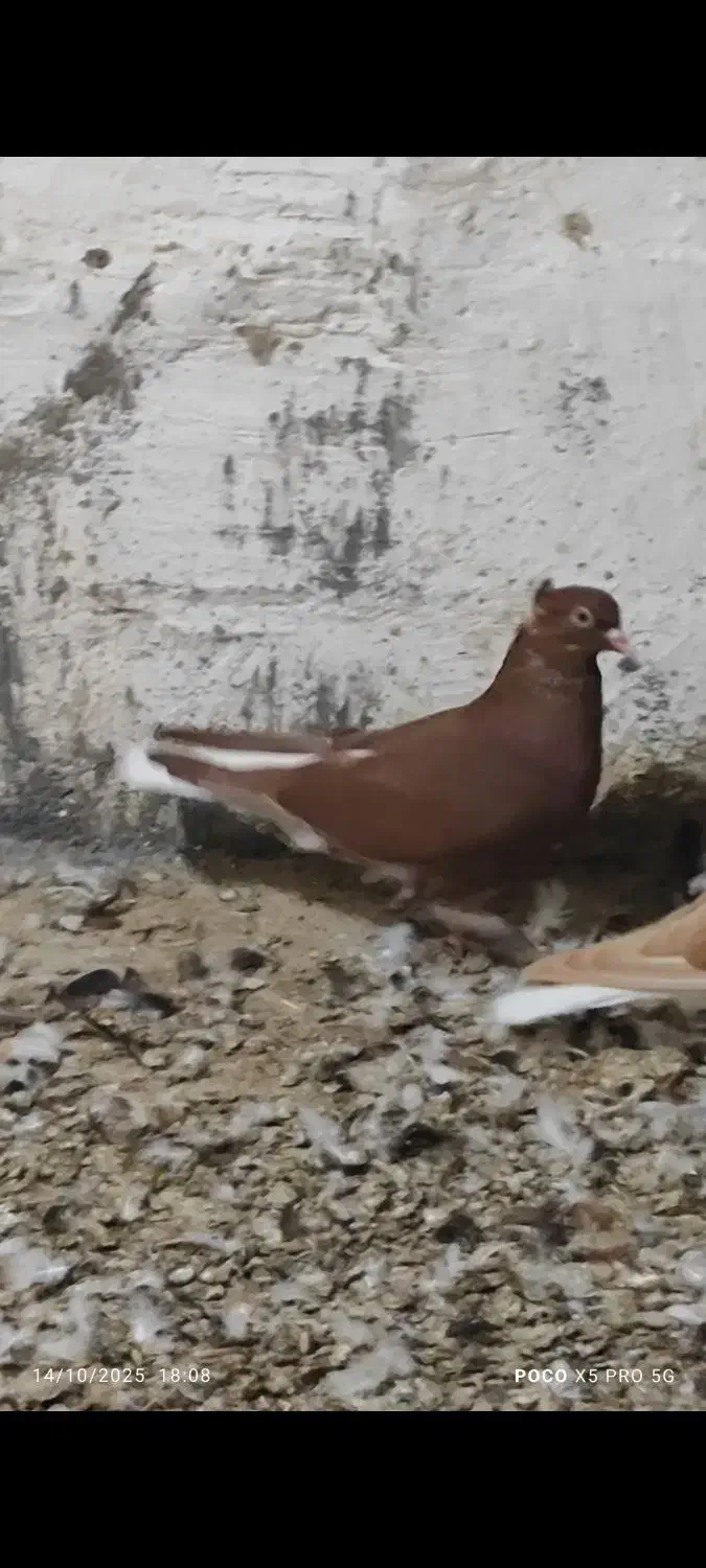 کبوتر رنگی    عقیلی|پرنده|گتوند, |دیوار