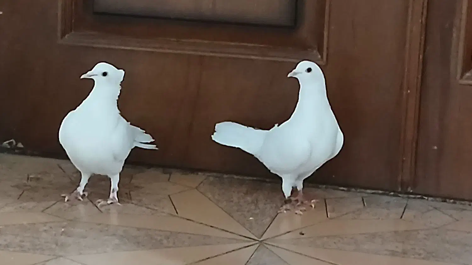 یک جفت کفتر تهرانی|پرنده|فیروزکوه, |دیوار