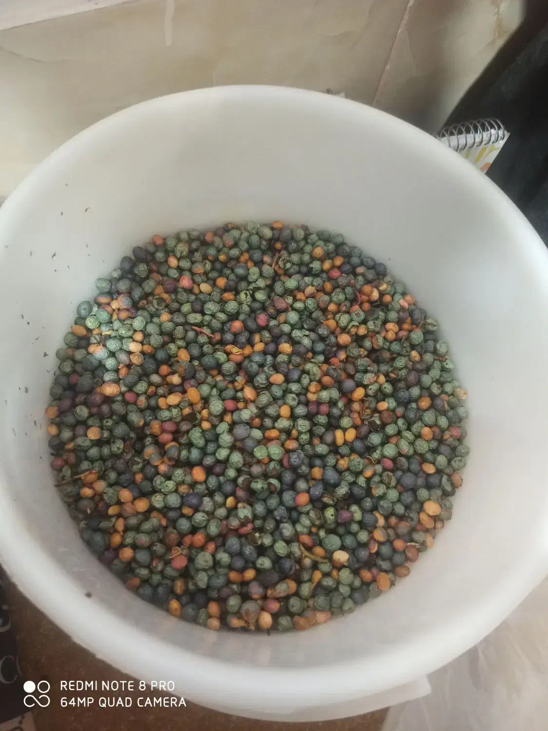 بنه سبزو درشت|خوردنی و آشامیدنی|شیراز, عادل آباد|دیوار