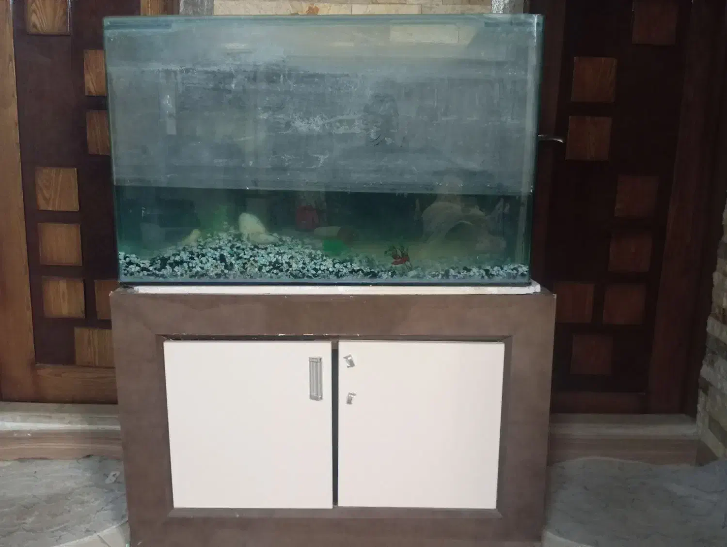 آکواریوم لبه گرد|ماهی|تربت‌حیدریه, پائین ولایت|دیوار