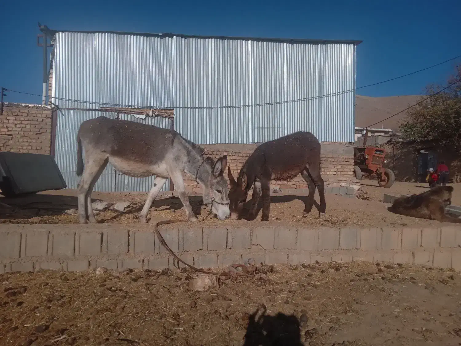 شیر خر|آرایشی، بهداشتی، درمانی|بوئین و میاندشت, |دیوار