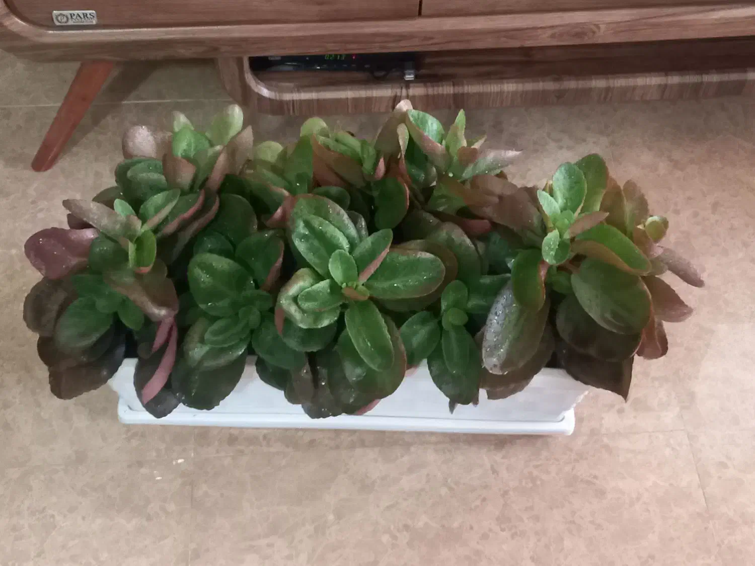 کیف|کیف، کفش، کمربند|اصفهان, بهارستان|دیوار