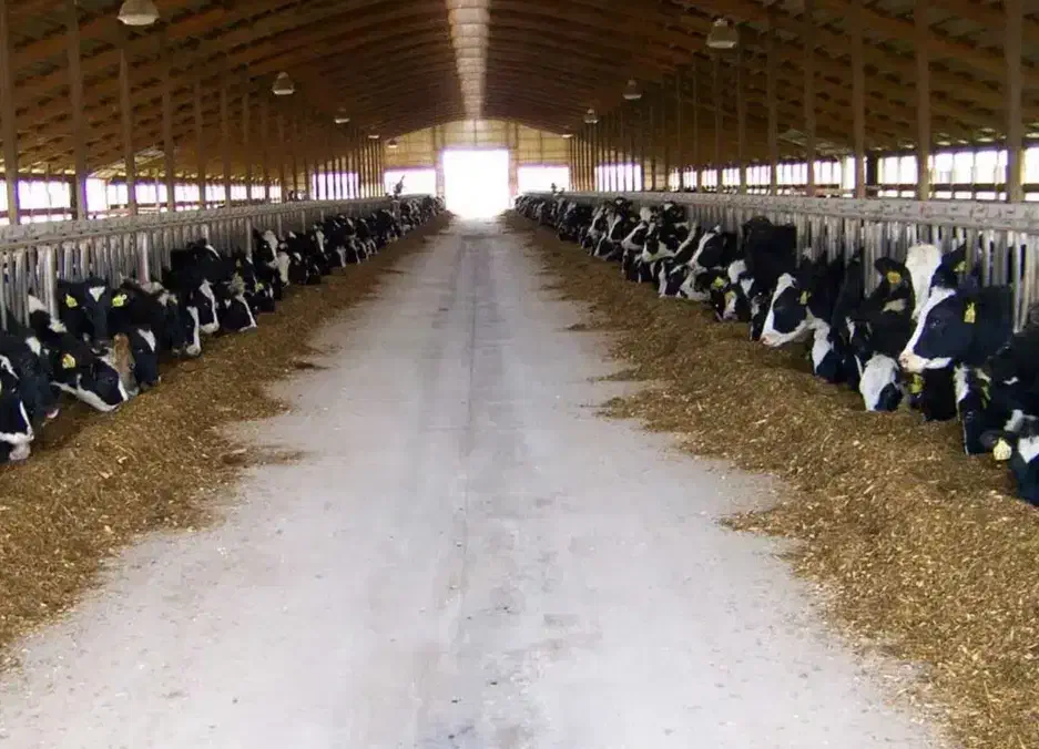 زمین گاوداری تیران معاوضه با ماشین و ملک|فروش دفتر صنعتی، کشاورزی، تجاری|تیران, |دیوار