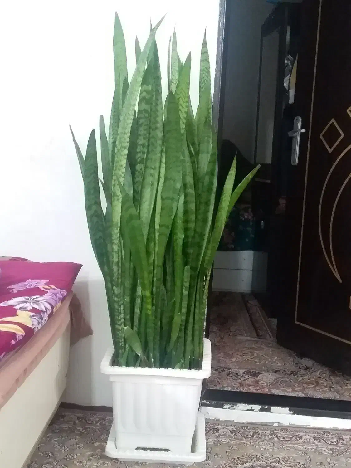 گل وگیاه|گل و گیاه طبیعی|سراب, |دیوار