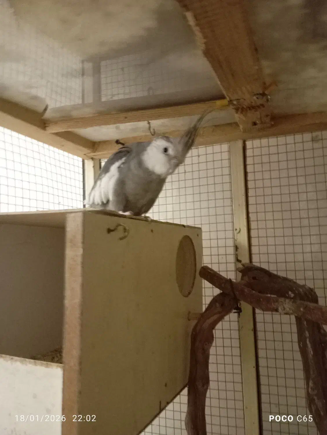 عروس هلندی جفت و جوجه|پرنده|تهران, تهرانسر غربی|دیوار