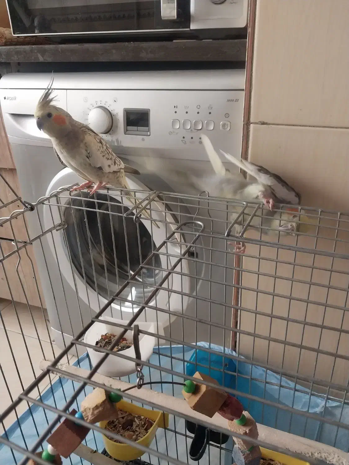 عروس هلندی نروماده|پرنده|اسلام‌شهر, شهرک سعیدیه|دیوار