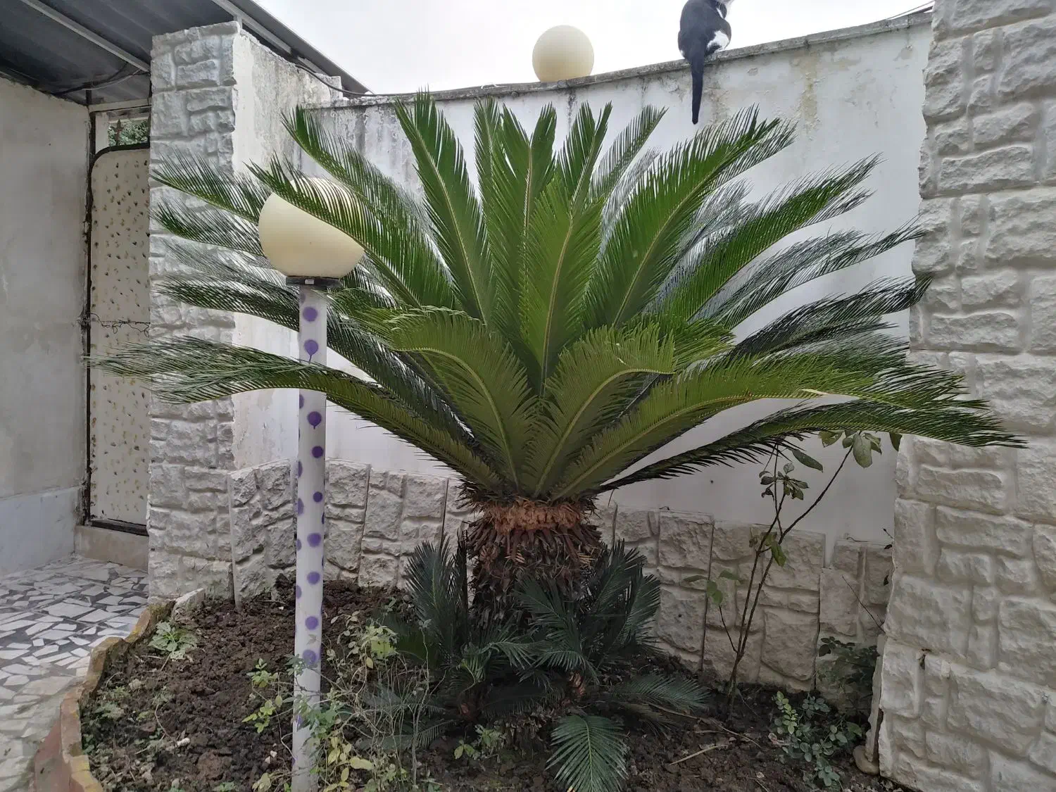 درخت سیکاس|گل و گیاه طبیعی|آمل, |دیوار