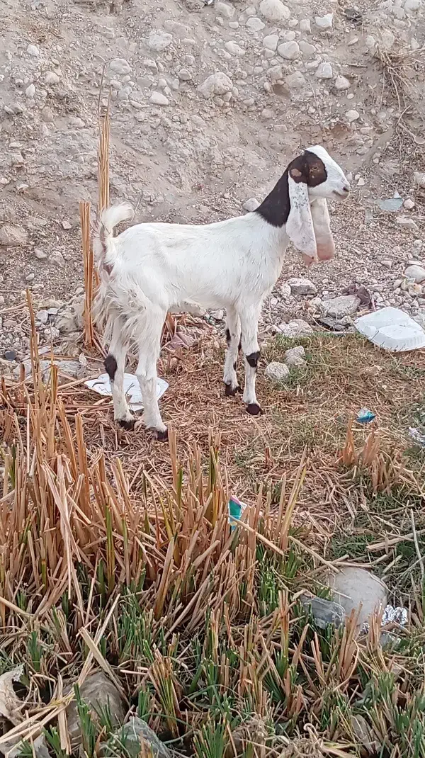 بز پاکستانی|حیوانات مزرعه|برازجان, |دیوار