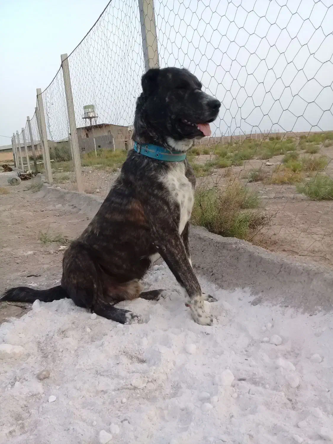 سگ نر خراسانی|سگ|مشهد, شهید علی محمدی|دیوار