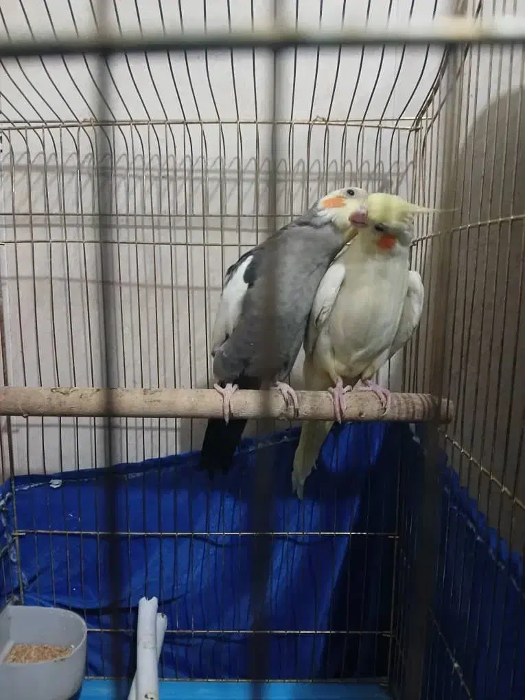 عروس هلندی|پرنده|خرمآباد, |دیوار