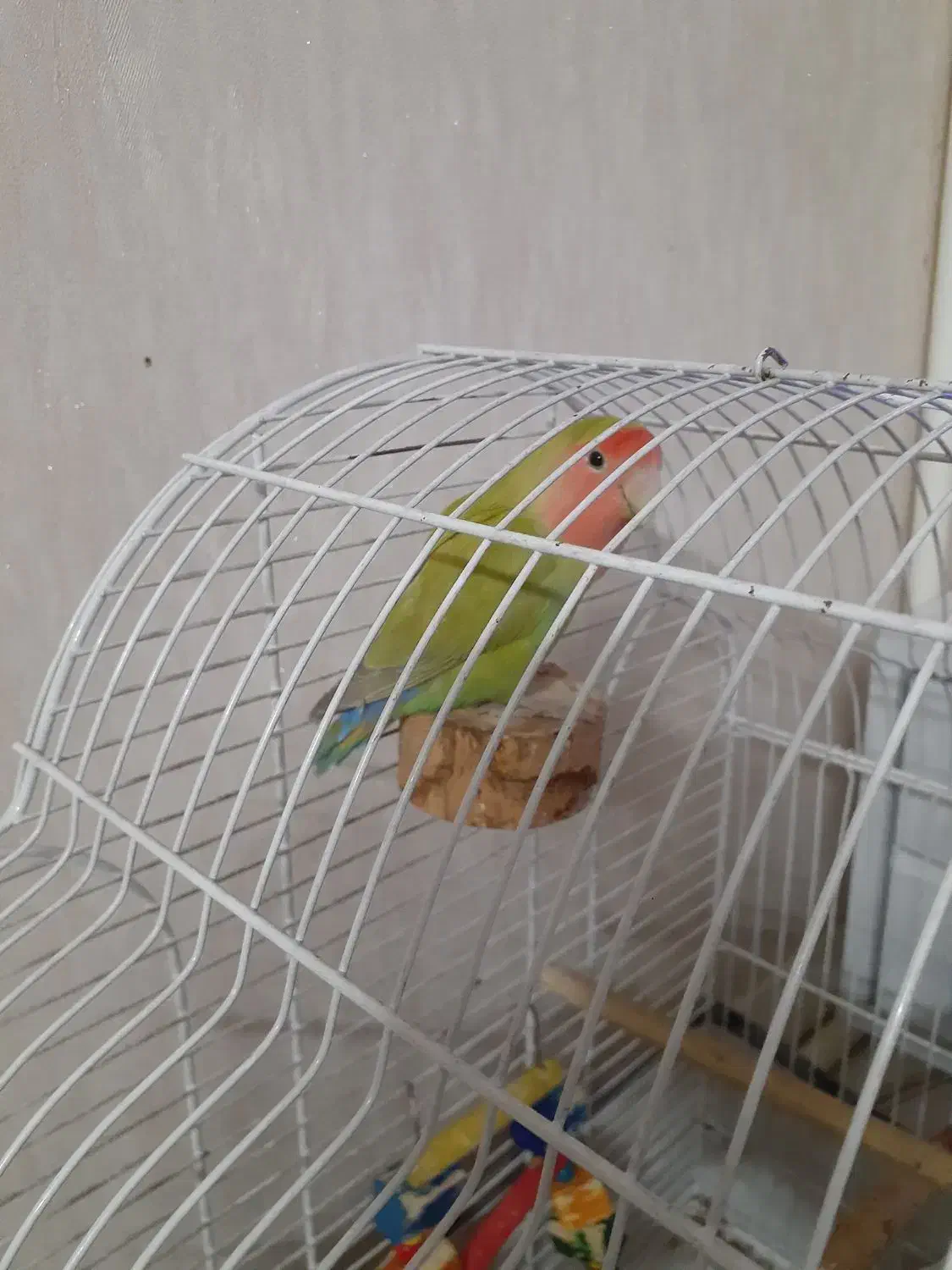 طوطی برزیلی ماده|پرنده|ری, دولت‌آباد|دیوار