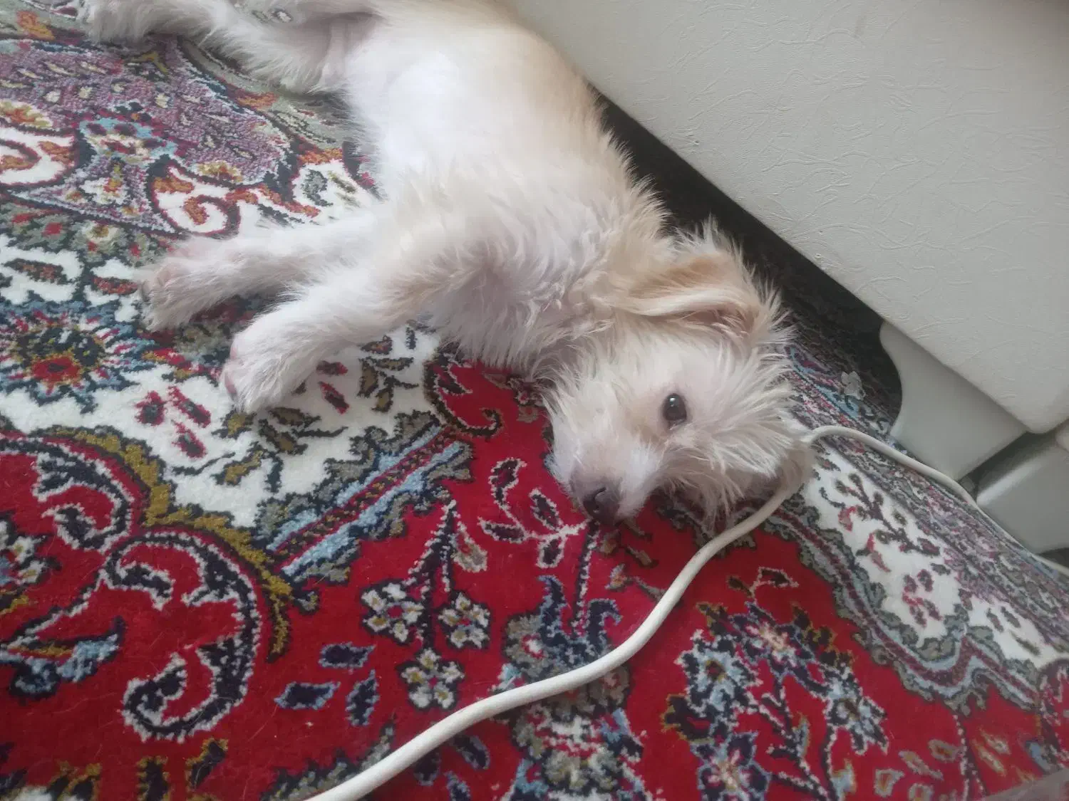 فروشی|سگ|مهدی شهر, |دیوار