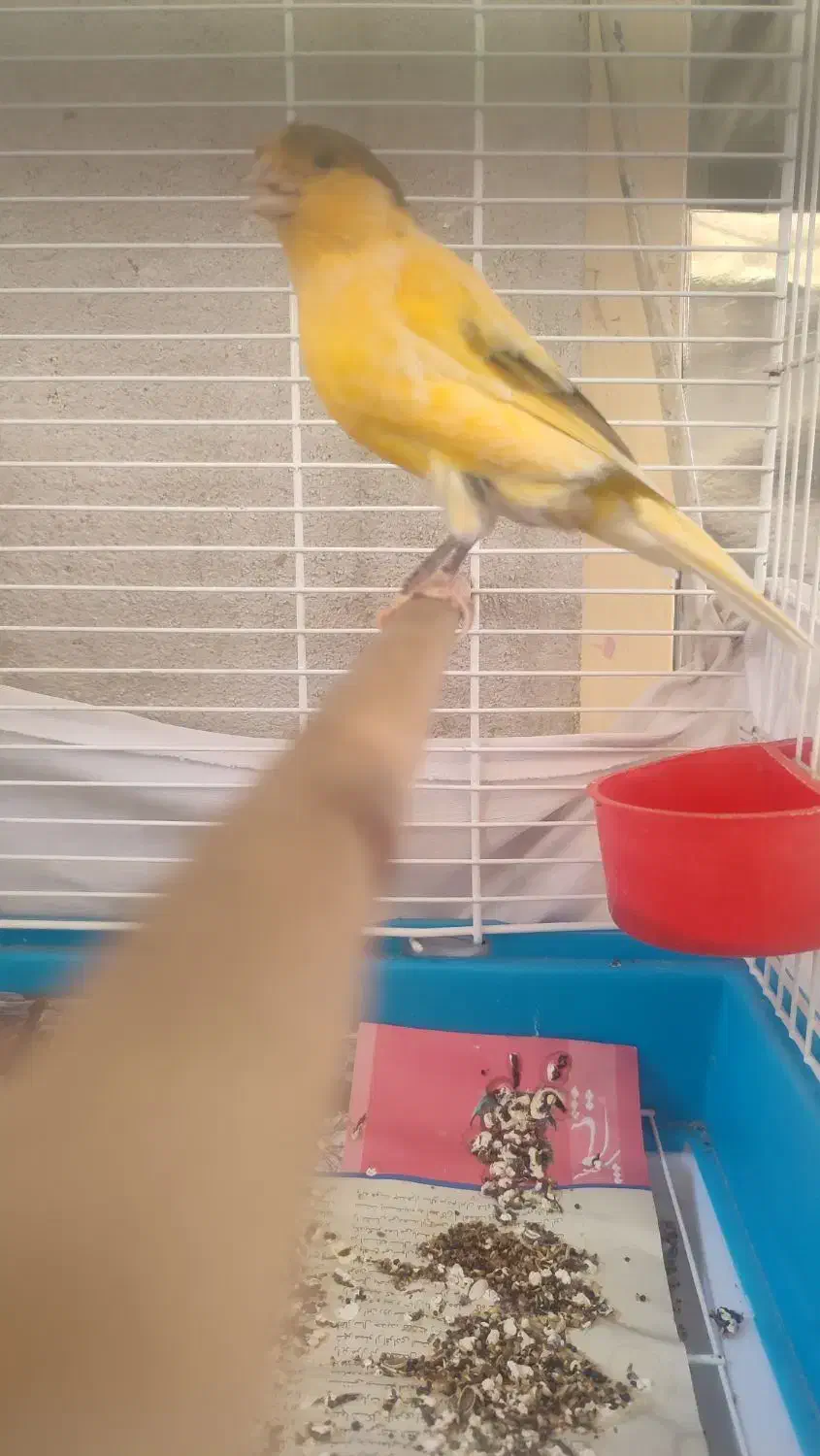 قناری نر|پرنده|الوند, |دیوار