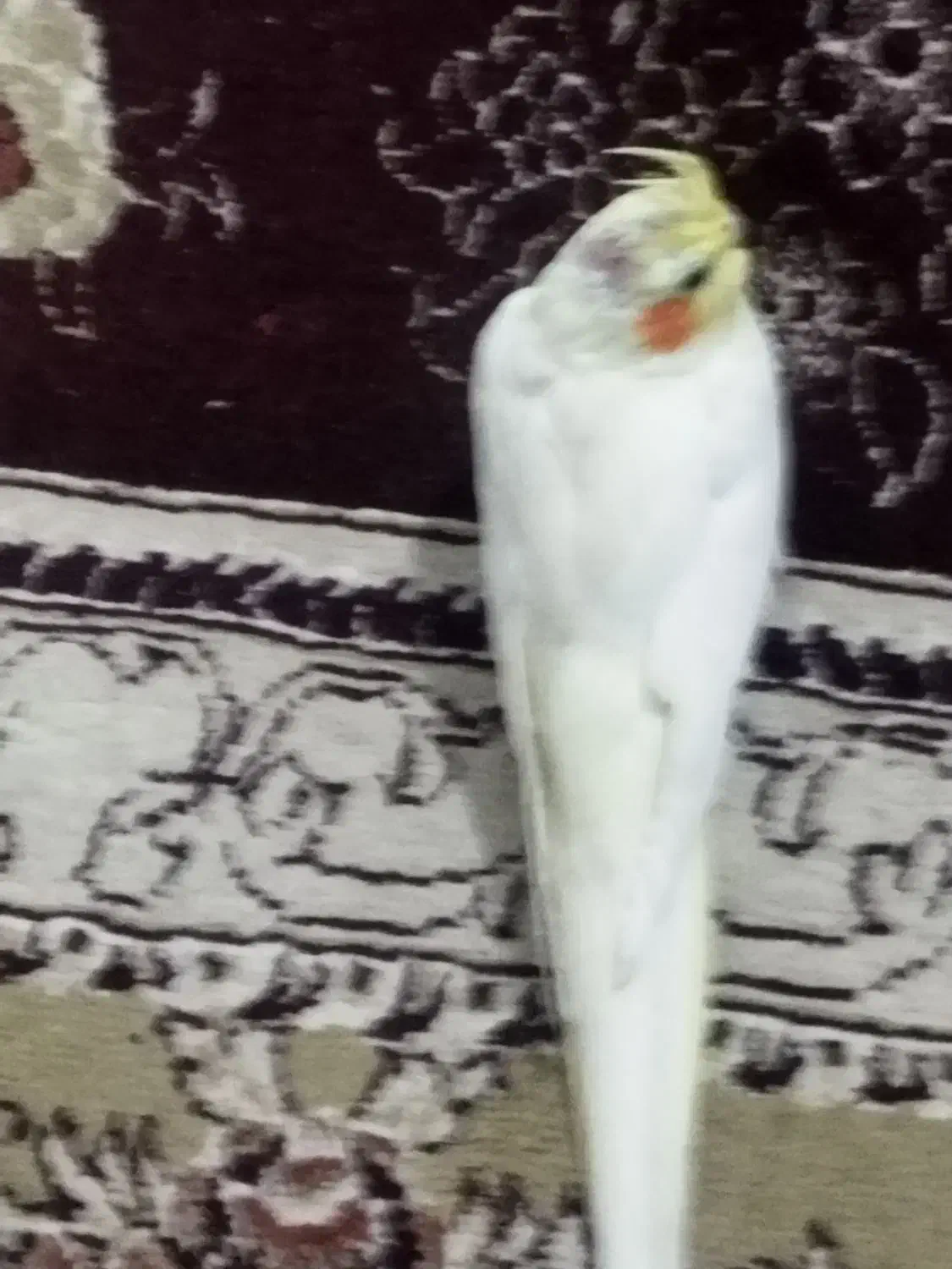 عروس هلندی|حیوانات|اسفراین, |دیوار