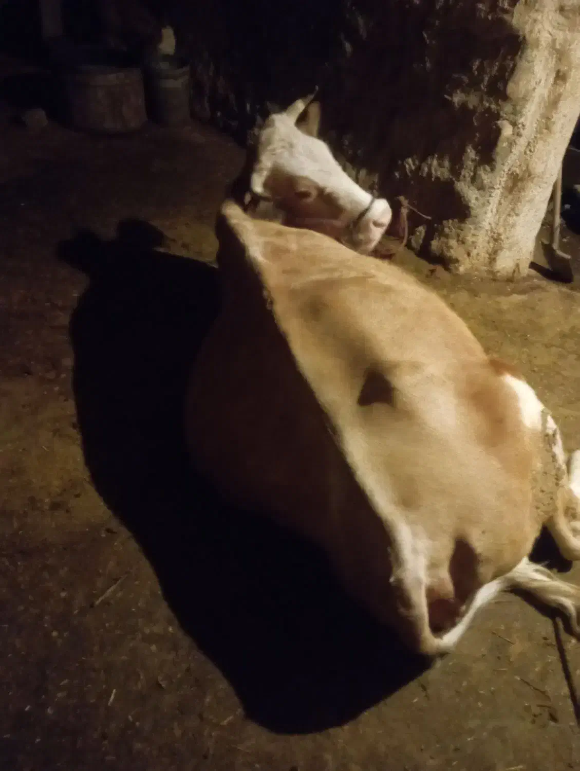 گاو|حیوانات مزرعه|کوهدشت, |دیوار