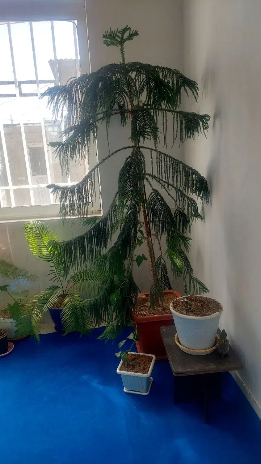 گل های طبیعی|گل و گیاه طبیعی|نیشابور, مازول|دیوار