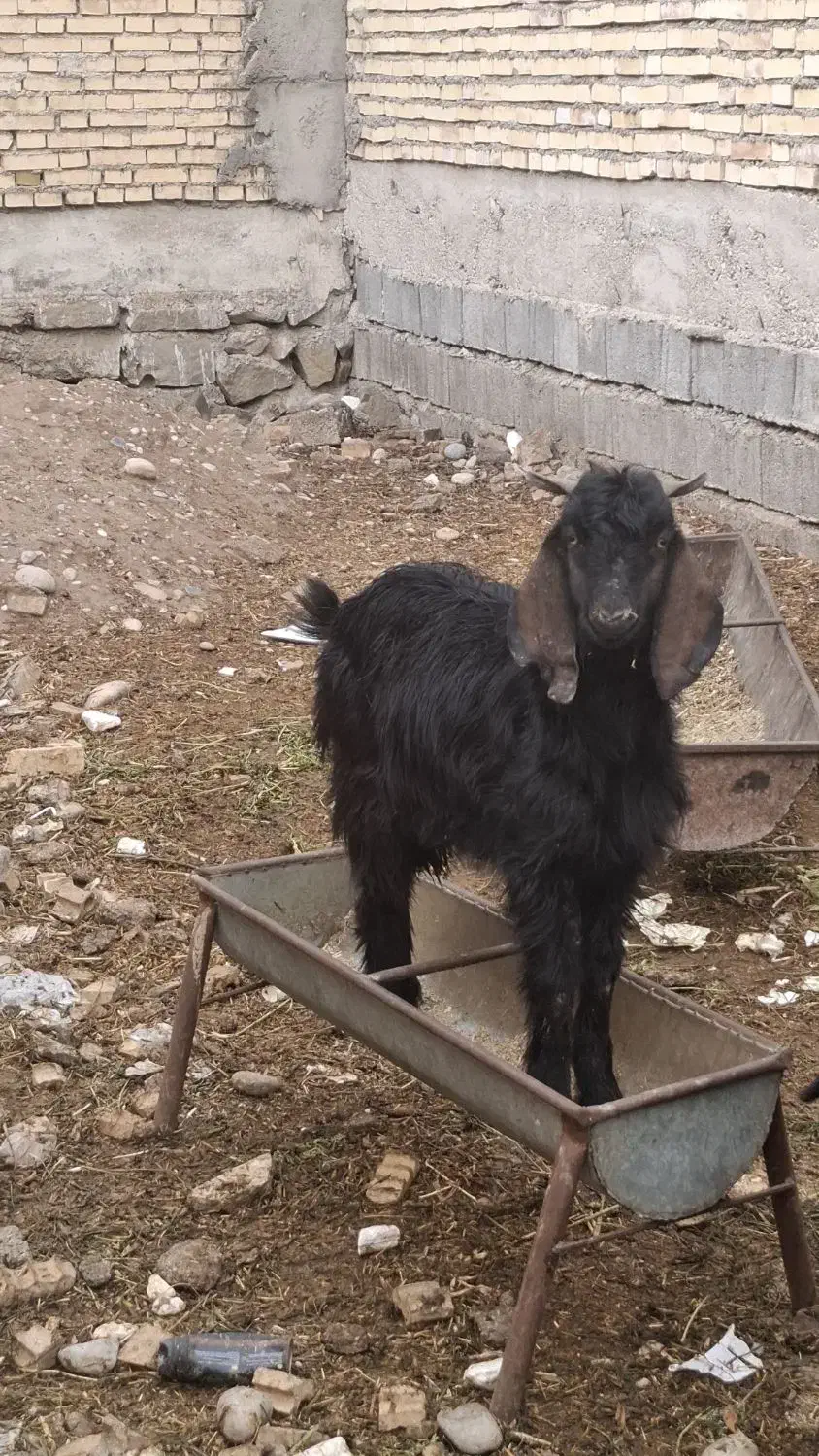 بزغاله|حیوانات مزرعه|دزفول, |دیوار