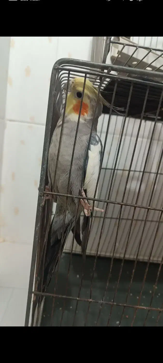 عروس هلندی|پرنده|سهند, |دیوار