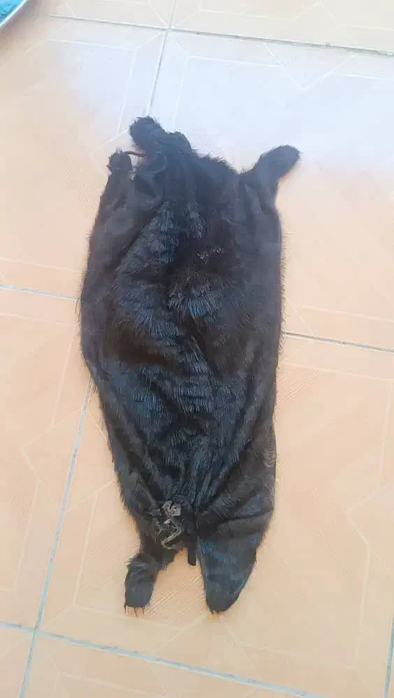 پوست کهره|صنایع دستی و سایر لوازم تزئینی|ایذه, |دیوار