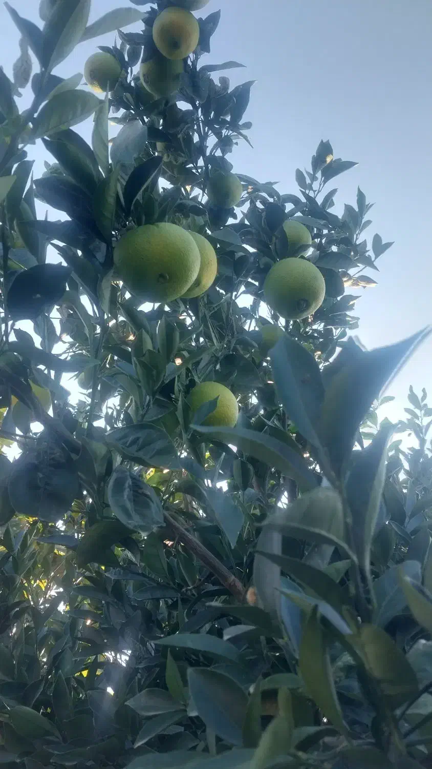 خرید نارنگی وپرتقال به قیمت صادرات|عمده‌فروشی|جویبار, |دیوار