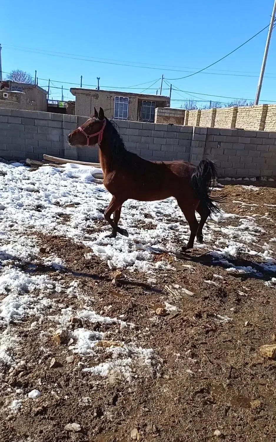 اسب|اسب و تجهیزات اسب‌سواری|اقلید, |دیوار