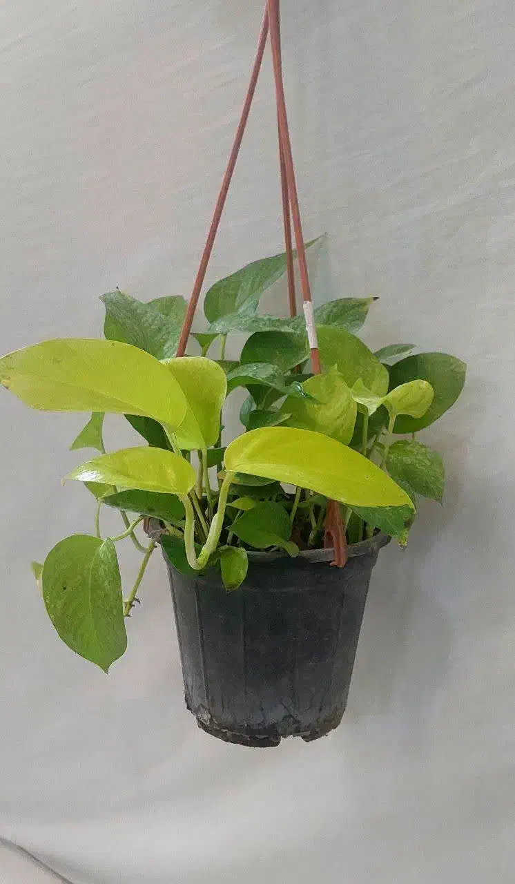 گل وگیاه|گل و گیاه طبیعی|گنبد کاووس, |دیوار