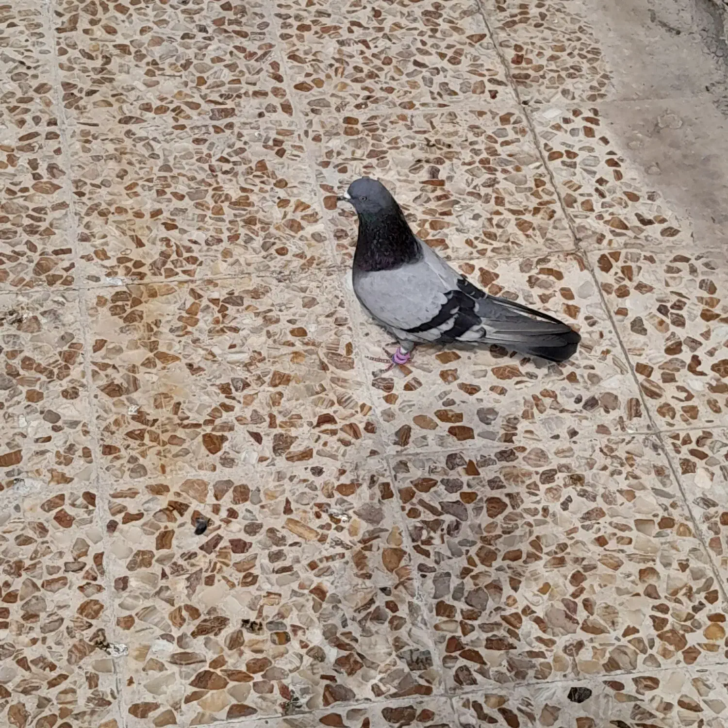 کبوتر سبز|پرنده|ایذه, |دیوار