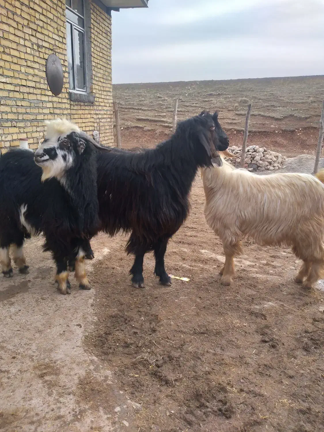 بزغاله نر|حیوانات مزرعه|کرمانشاه, |دیوار