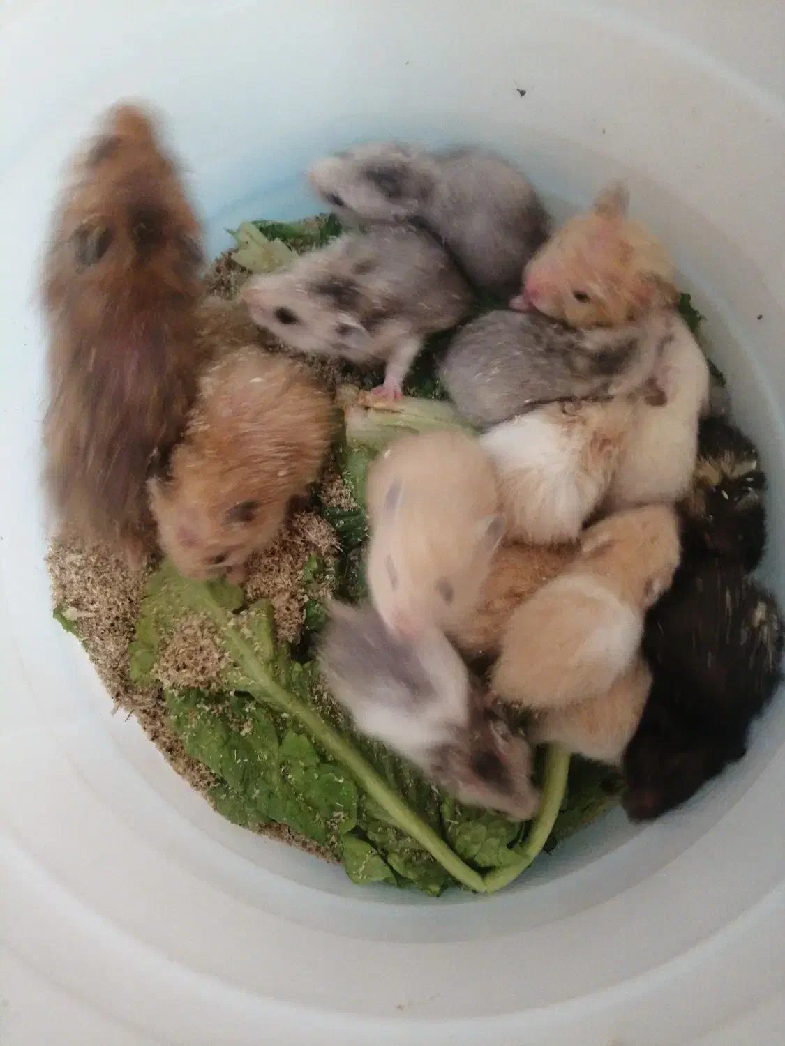 همستریه ماهه وبالغ دستی|موش و خرگوش|مشهد, چهارچشمه|دیوار