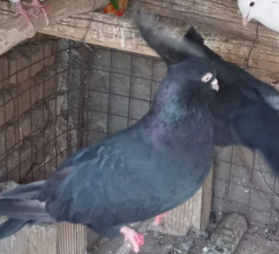 ذاغ آبادانی اصل چش و نوک سفید|پرنده|نجفآباد, یزدانشهر|دیوار