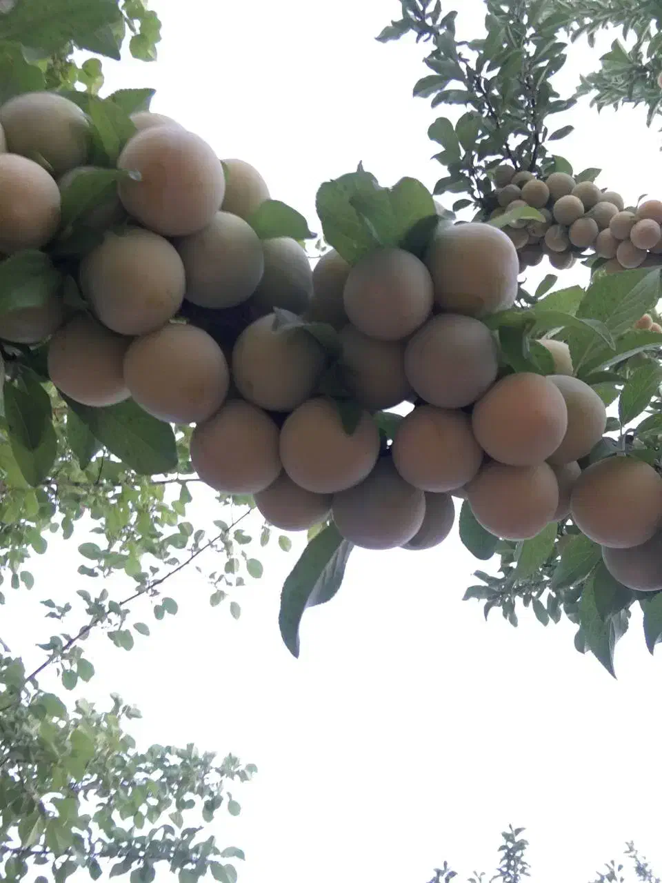 دوهکتارباغ راین|فروش دفتر صنعتی، کشاورزی، تجاری|راین, |دیوار