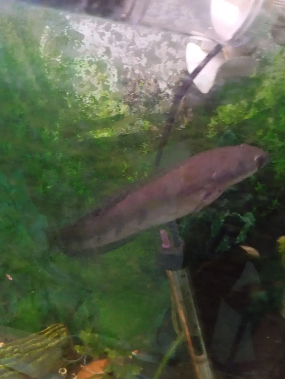 ماهی چانا|ماهی|شاهینشهر, خبرنگار|دیوار