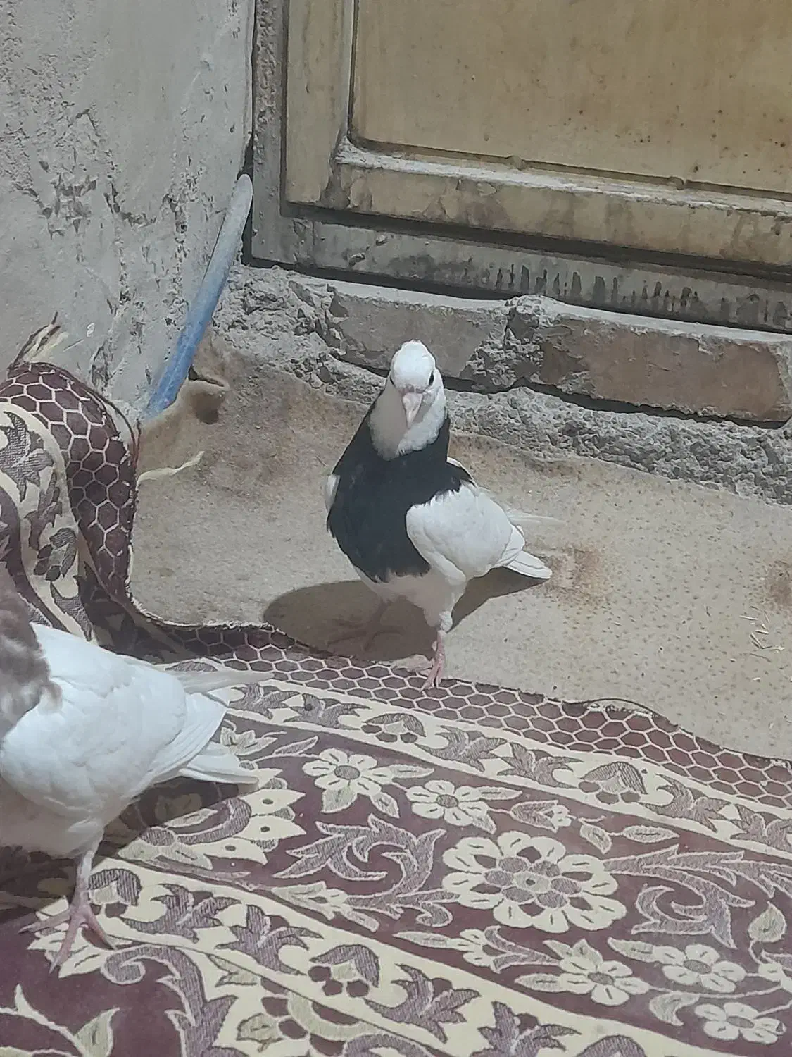 کبوتر|پرنده|سرایان, |دیوار