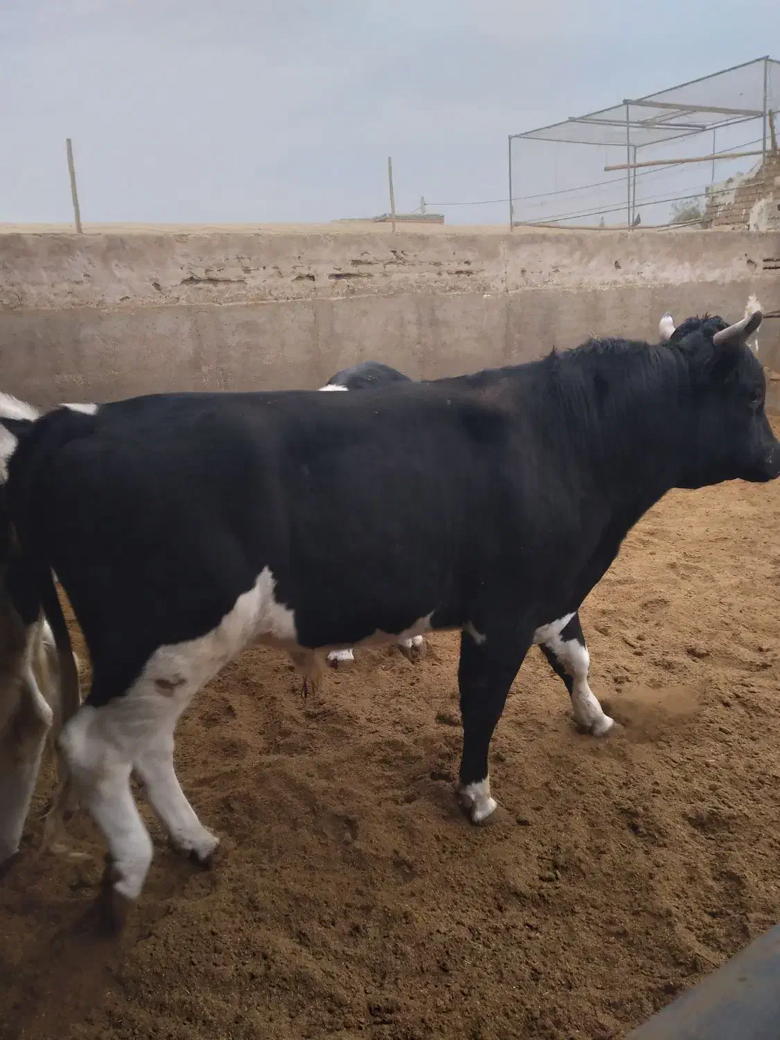 گوساله نرچاق|حیوانات مزرعه|کاشان, مشکات|دیوار