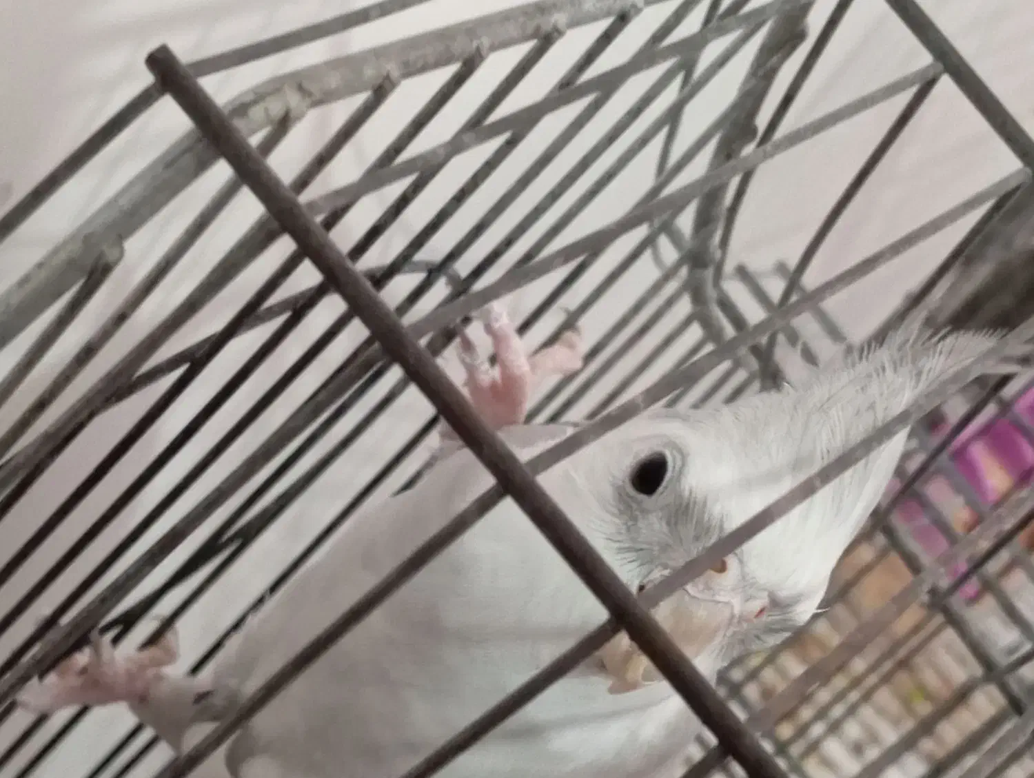 عروس هلندی نر|پرنده|دزفول, |دیوار