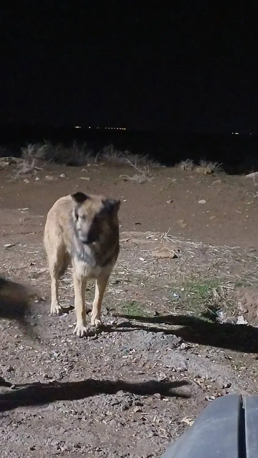 سگ ژرمن|سگ|نیشابور, مازول|دیوار