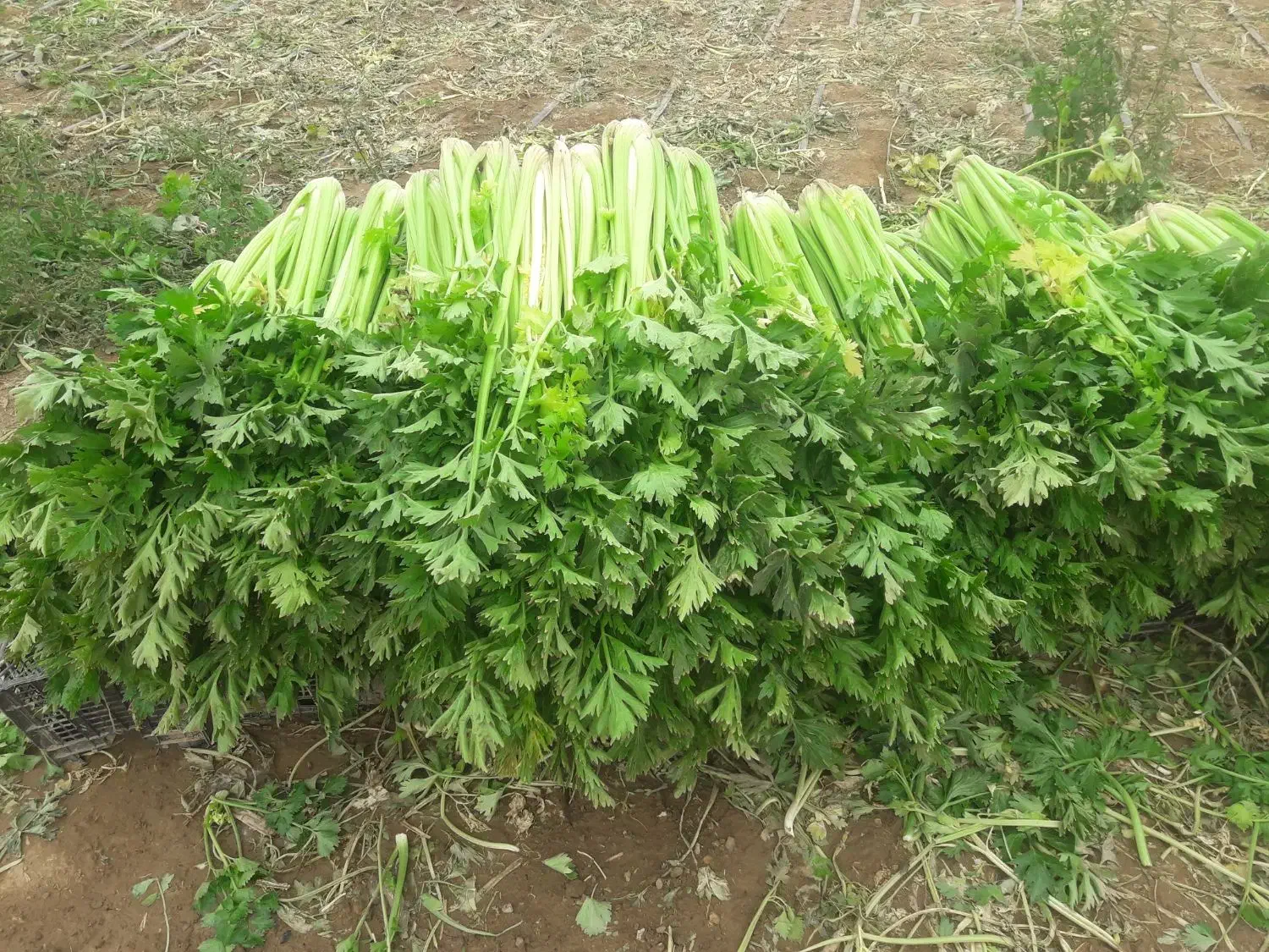 کرفس|عمدهفروشی|تاکستان, |دیوار