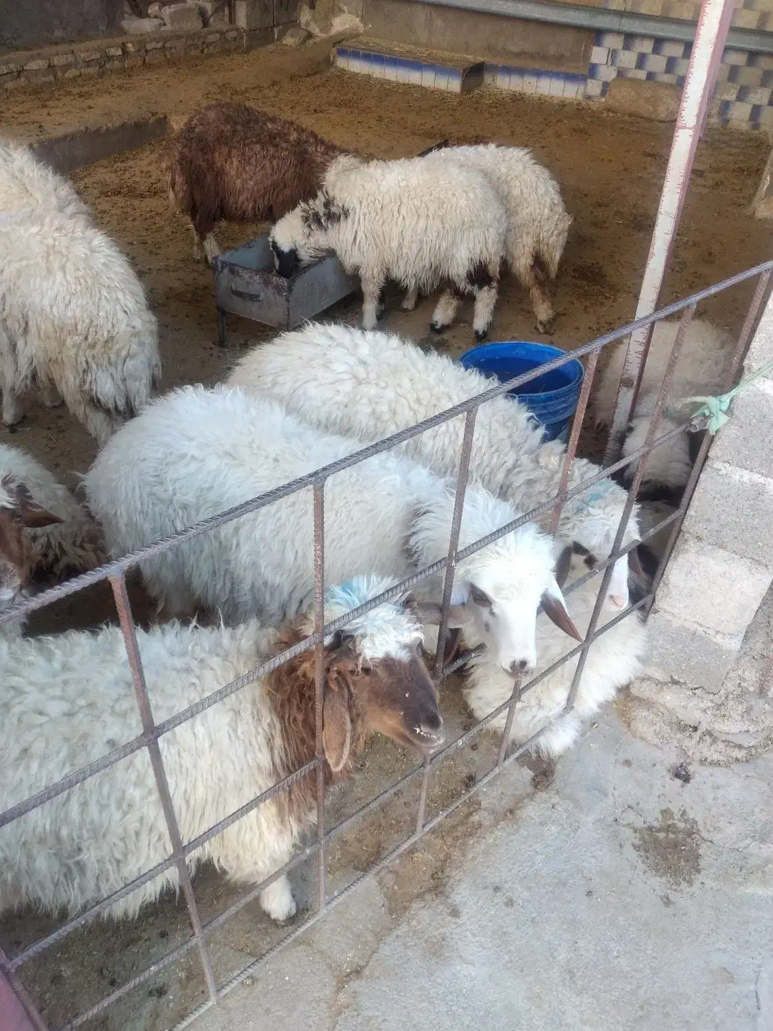 بره پرواری دیورگ|حیوانات مزرعه|زرنه, |دیوار