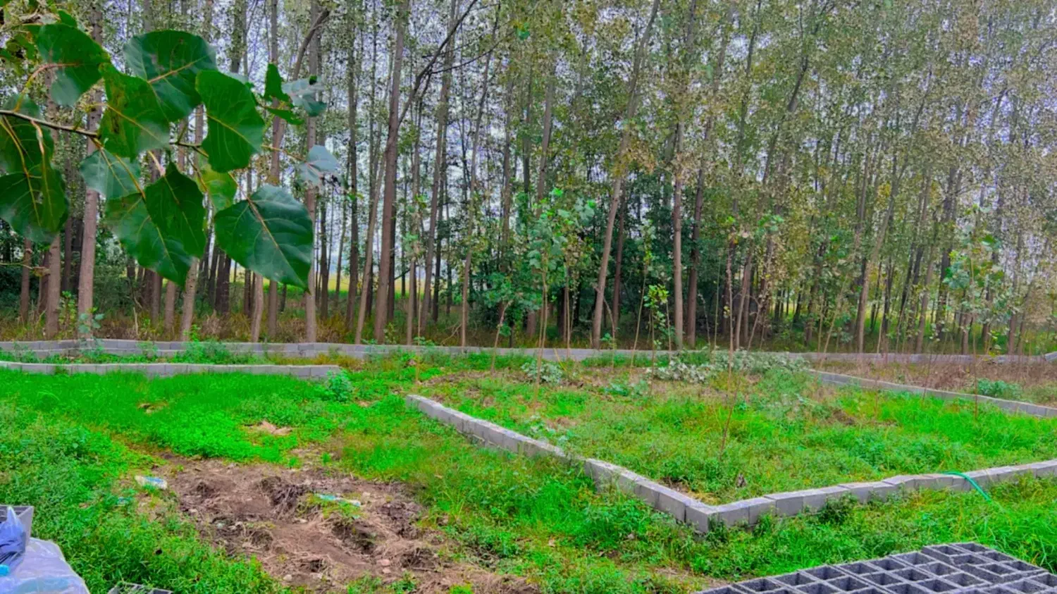 زمین در گیلان ۲۳۶متر دو بحر|فروش زمین و ملک کلنگی|رودبنه, |دیوار